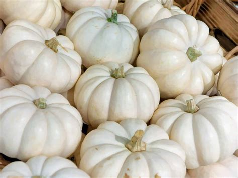 white pumpkins amazon|white pumpkin varieties pictures.